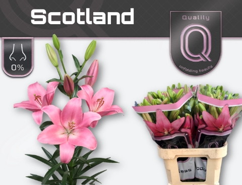 <h4>LI LA SCOTLAND LA BOX 4+</h4>