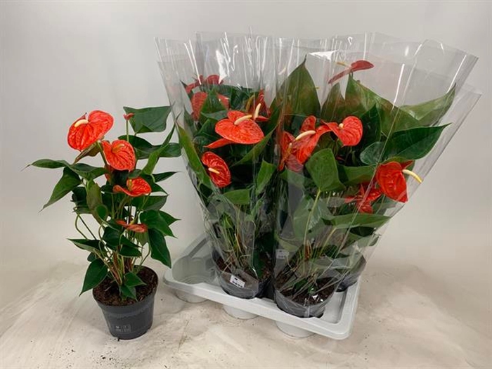 <h4>Anthurium Karma Orange</h4>