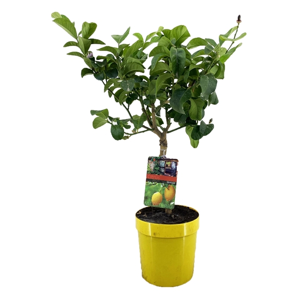<h4>Citrus lemon</h4>