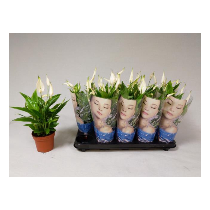 <h4>Spathiphyllum Korto 12Ø 35cm 5fl</h4>
