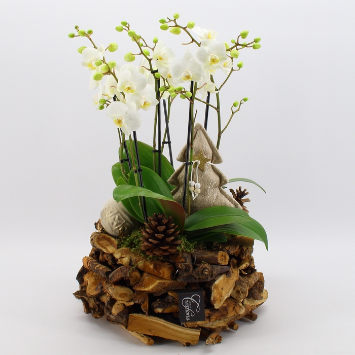 <h4>PHALXM-2305 Phalaenopsis Xmas</h4>