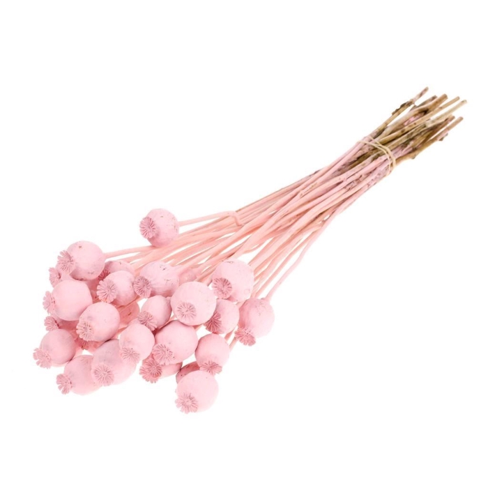 <h4>Papaver SB pink misty</h4>