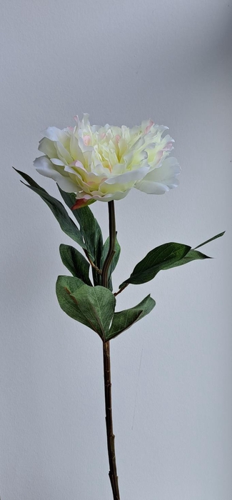 <h4>Af Pioenroos L63cm Creme/roze</h4>