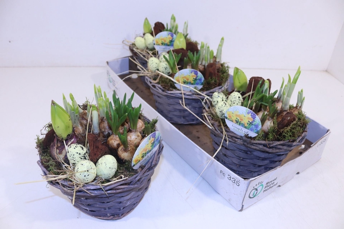 <h4>Arrangementen Bol/knolgewas</h4>