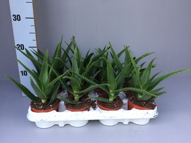 <h4>Aloe   ...</h4>