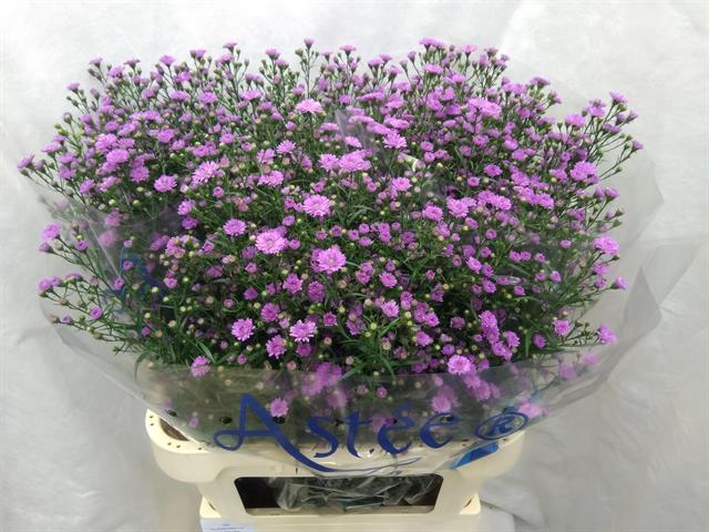 <h4>Aster astee mini bay pink</h4>