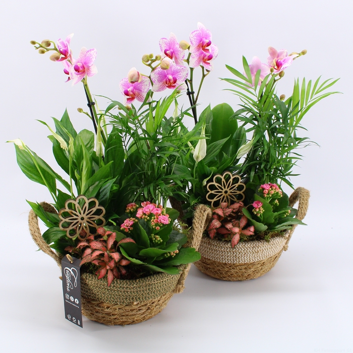 <h4>PHAL-23037RZ Phalaenopsis creatie</h4>