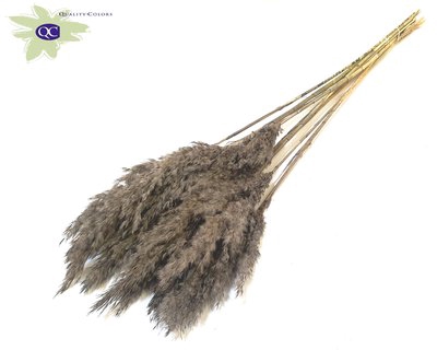 <h4>Pampas grass lenght 60cm 10stem per bunch frosted</h4>