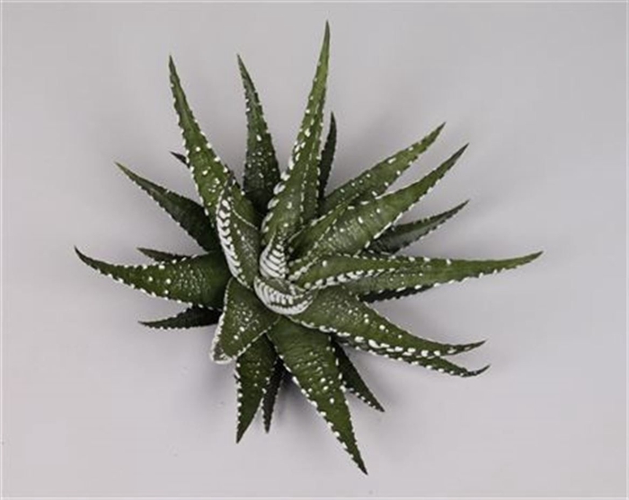 <h4>Haworthia fasciata cutflower wincx-8cm</h4>