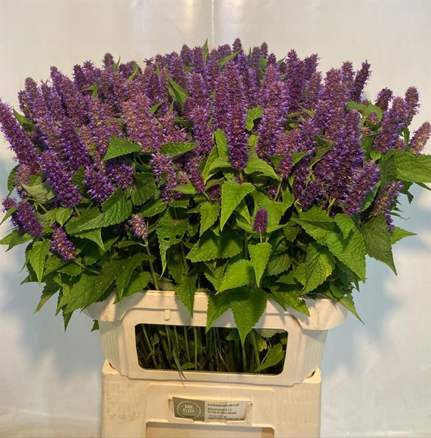 <h4>Agastache purple</h4>