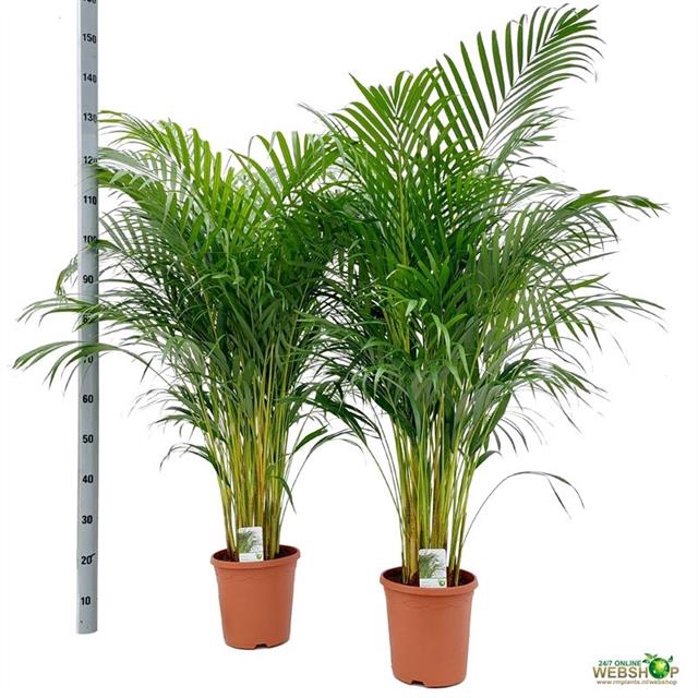 <h4>DYPSIS LUTESCENS</h4>
