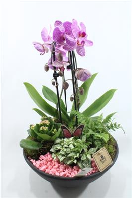 <h4>0851 EBBI ROZE CASCADE</h4>