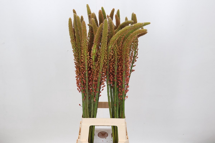 <h4>Eremurus Rumba</h4>