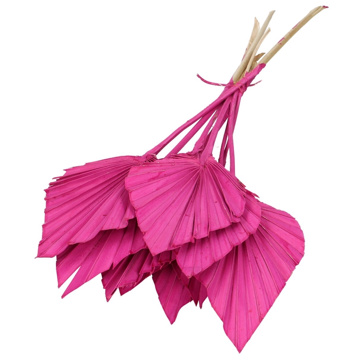 <h4>Droogbloem Palm Spear 50cm x10</h4>