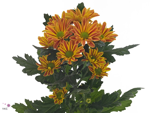 <h4>Chrysanthemum spray jordi</h4>