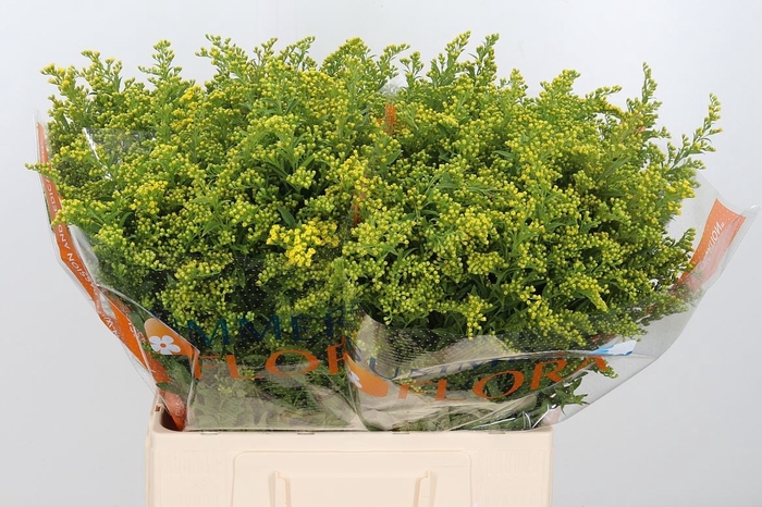 <h4>Solidago golden glory</h4>