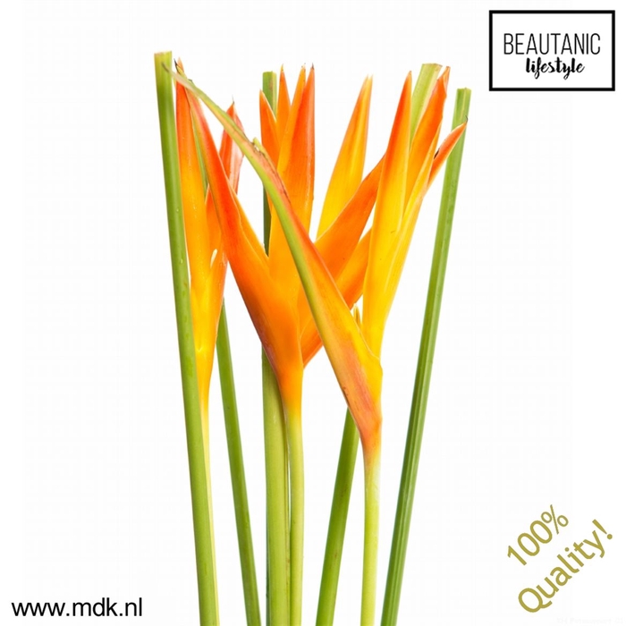 <h4>Heliconia tropic exotic</h4>