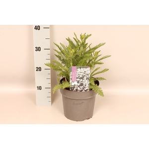 vaste planten 19 cm  Achillea Peter Cottontail