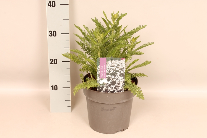 vaste planten 19 cm  Achillea Peter Cottontail
