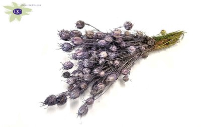 <h4>Nigella per bunch frosted milka</h4>