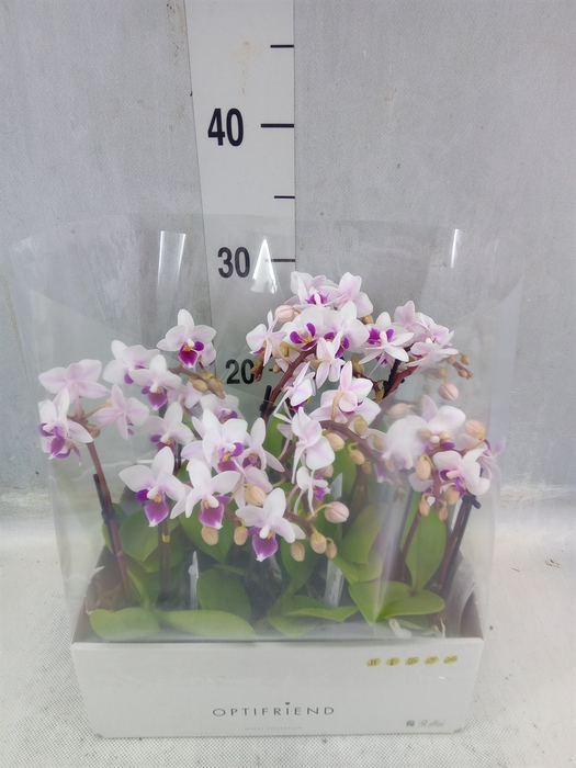 <h4>Phalaenopsis Multi. ...</h4>