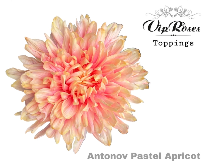 <h4>Chr G Antonov Pastel Apricot</h4>