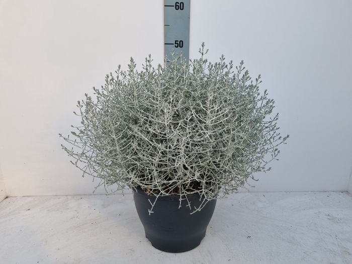 <h4>Calocephalus brownii</h4>