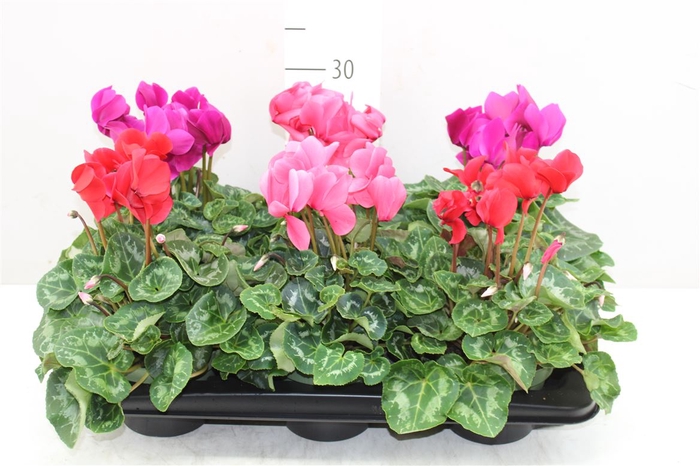 <h4>Cyclamen Gr Gemengd</h4>