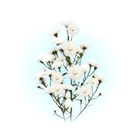 <h4>ASTER MARIANA 050 CM</h4>