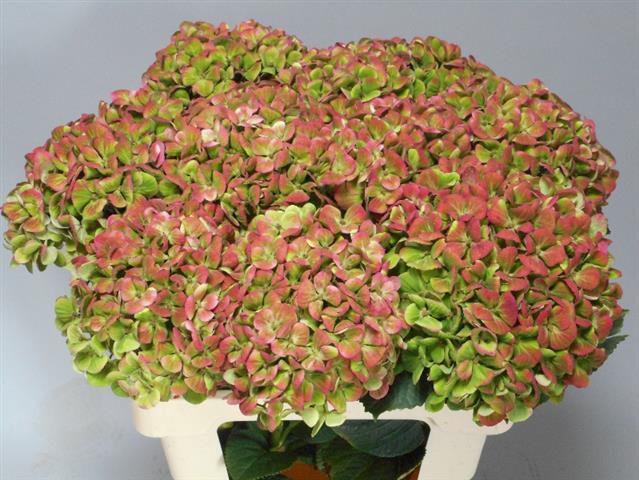 <h4>Hydrangea mag coral classic</h4>