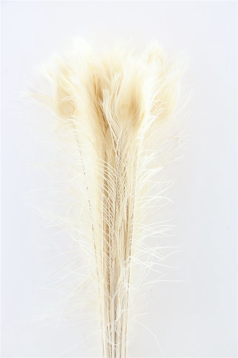 <h4>Deco Feather Peacock Bleached P. Stem</h4>