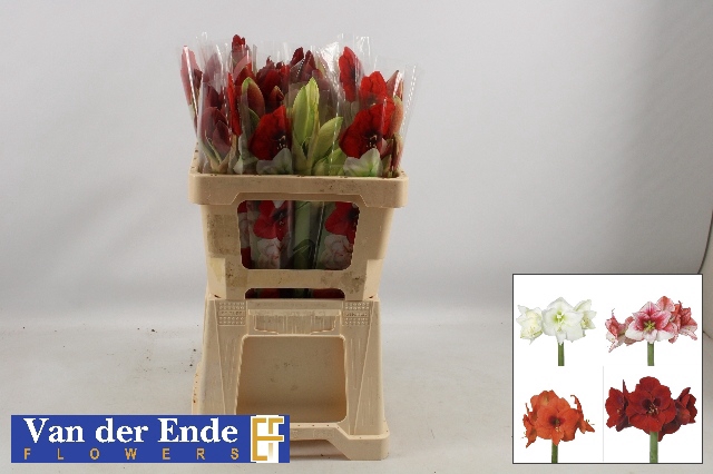 <h4>Hippeastrum mix rainbow</h4>