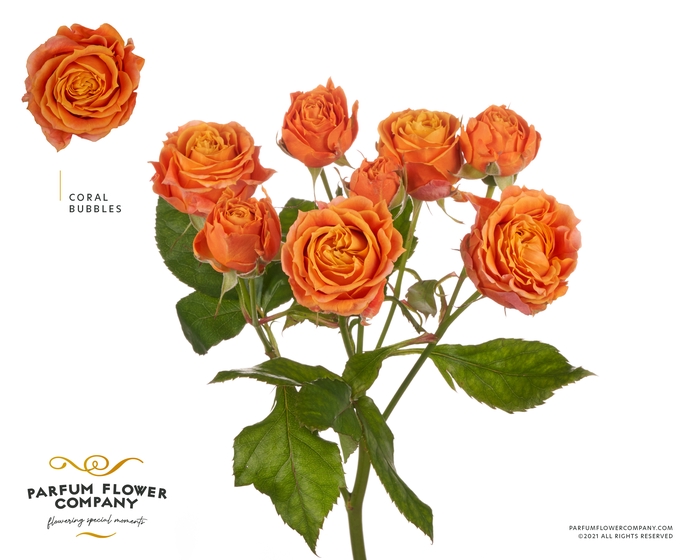 <h4>Rosa Spray Coral Bubbles</h4>