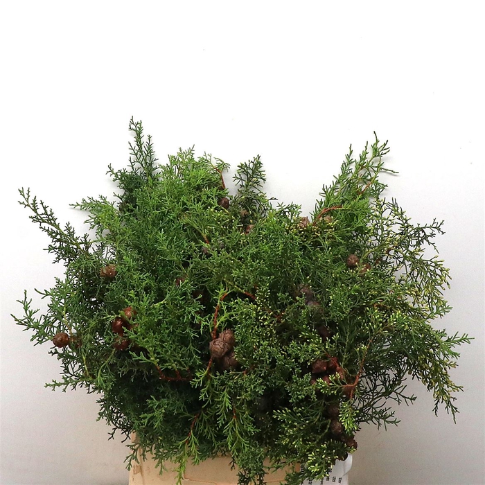 <h4>Coniferen Cypresse + Nuts</h4>