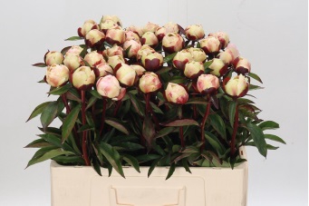 <h4>Paeonia festiva maxima</h4>