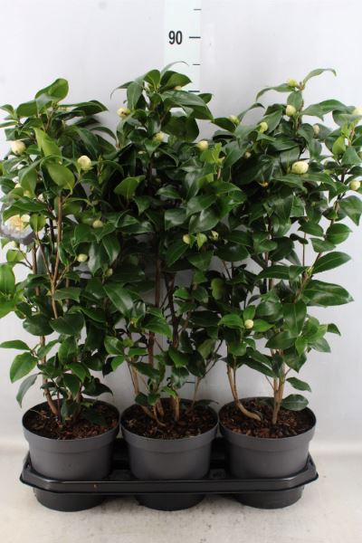 <h4>Camellia Japonica 'brushfield Yell'</h4>