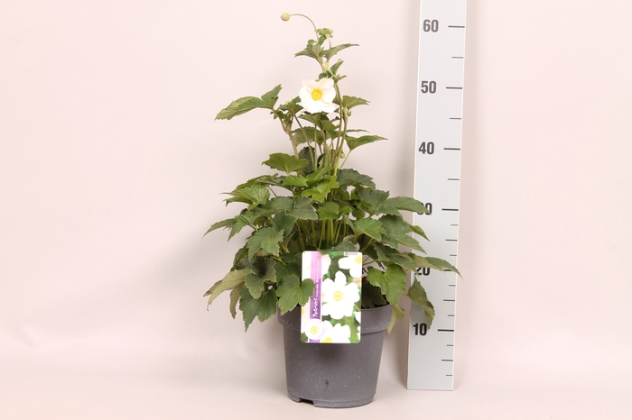 vaste planten 19 cm  Anemone Honorine Jobert