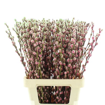 <h4>Salix paint pussy willow bubblicious</h4>