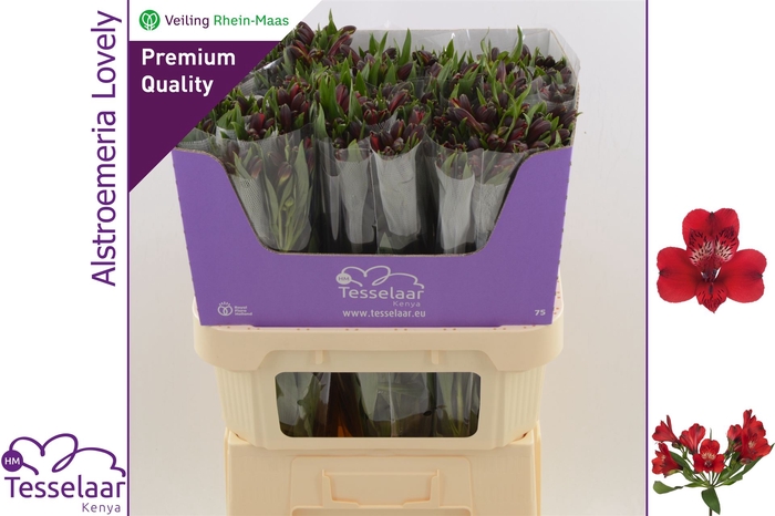 <h4>Alstroemeria Lovely | Heavy Quality</h4>