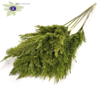 <h4>Pampas grass lenght 100cm 5 stem per bunch light g</h4>