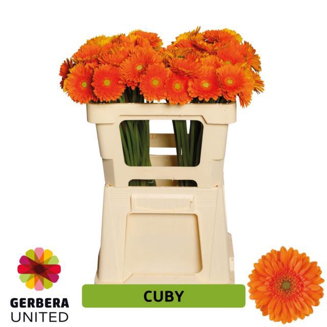 <h4>Germini cuby</h4>
