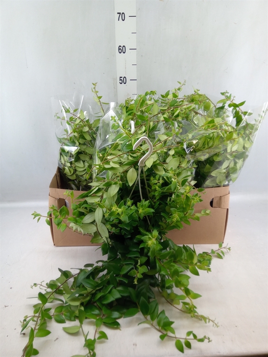 <h4>Aeschynanthus   ...</h4>