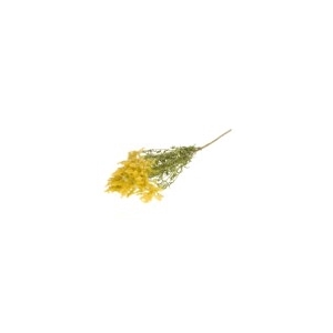 Solidago flower nat.yellow