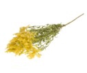 Solidago flower nat.yellow