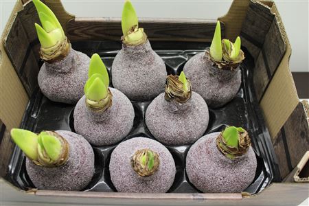 <h4>Amaryllis Bordeaux Glitter</h4>