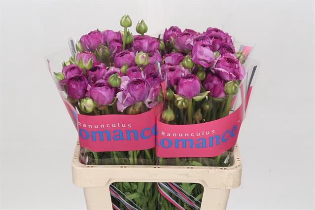 <h4>Ranunculus romance loubeyres</h4>