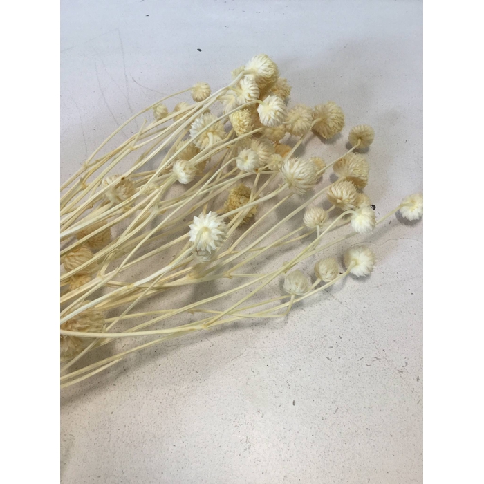 <h4>DRIED FLOWERS - WILD DAISY PREPARED BLEACHED</h4>