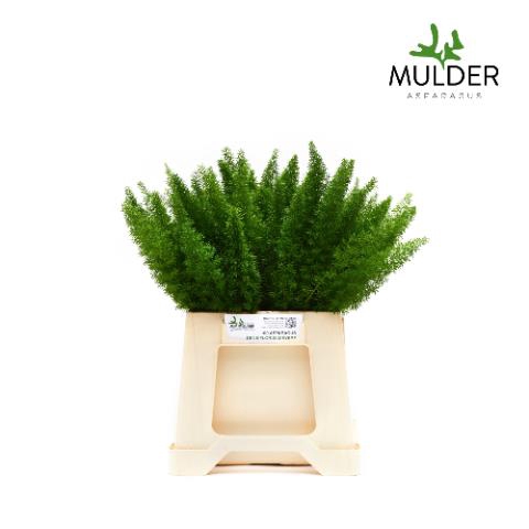 <h4>Leaf asparagus meyerii</h4>