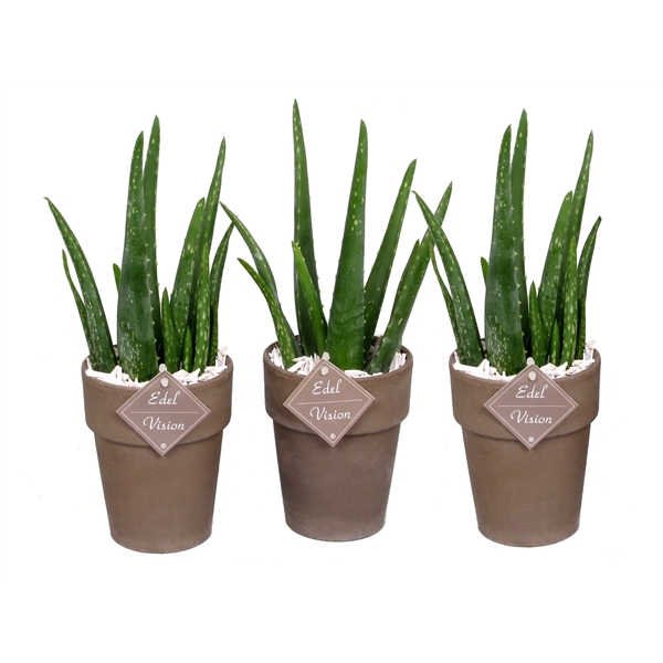 <h4>Aloe vera 10,5 cm in bruin/grijze vaaspot met houtsnippers en etiket AV14</h4>
