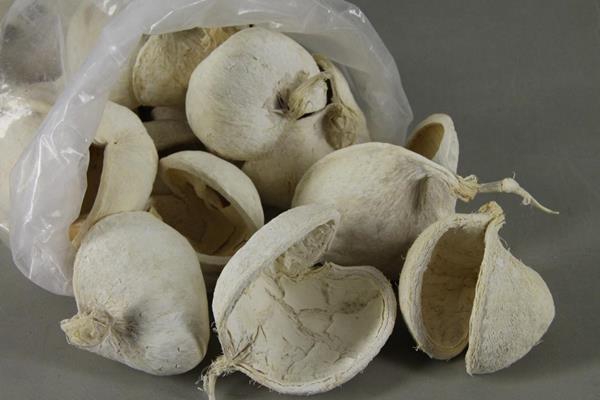 <h4>Buddha Nuts Bleached Bag(35)</h4>